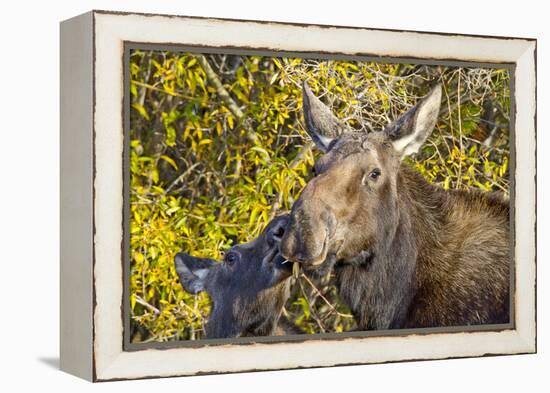 USA, Wyoming, Headshot of Cow and Calf Moose Nuzzling Each Other-Elizabeth Boehm-Framed Premier Image Canvas