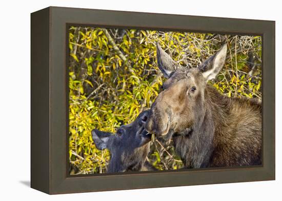 USA, Wyoming, Headshot of Cow and Calf Moose Nuzzling Each Other-Elizabeth Boehm-Framed Premier Image Canvas