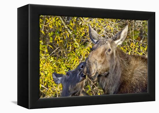 USA, Wyoming, Headshot of Cow and Calf Moose Nuzzling Each Other-Elizabeth Boehm-Framed Premier Image Canvas