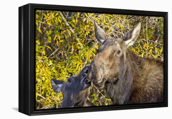 USA, Wyoming, Headshot of Cow and Calf Moose Nuzzling Each Other-Elizabeth Boehm-Framed Premier Image Canvas