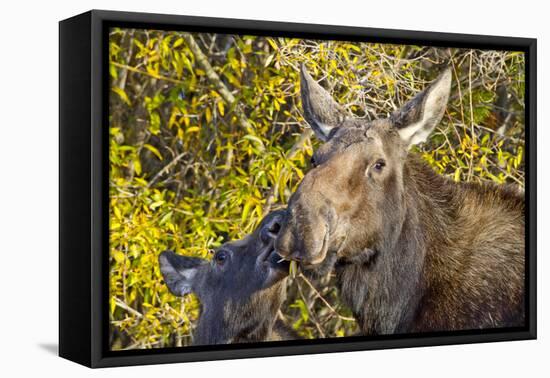 USA, Wyoming, Headshot of Cow and Calf Moose Nuzzling Each Other-Elizabeth Boehm-Framed Premier Image Canvas