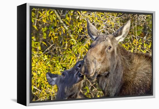 USA, Wyoming, Headshot of Cow and Calf Moose Nuzzling Each Other-Elizabeth Boehm-Framed Premier Image Canvas