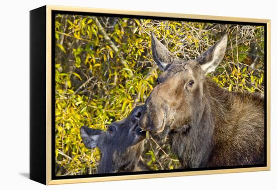 USA, Wyoming, Headshot of Cow and Calf Moose Nuzzling Each Other-Elizabeth Boehm-Framed Premier Image Canvas