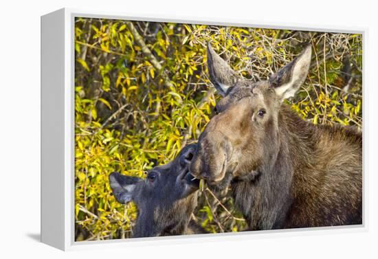 USA, Wyoming, Headshot of Cow and Calf Moose Nuzzling Each Other-Elizabeth Boehm-Framed Premier Image Canvas