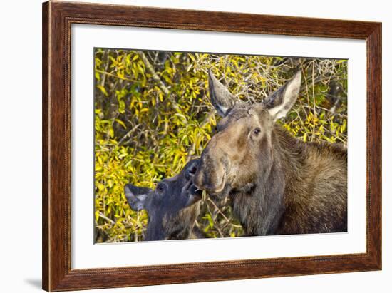 USA, Wyoming, Headshot of Cow and Calf Moose Nuzzling Each Other-Elizabeth Boehm-Framed Photographic Print