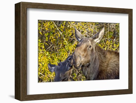 USA, Wyoming, Headshot of Cow and Calf Moose Nuzzling Each Other-Elizabeth Boehm-Framed Photographic Print