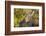 USA, Wyoming, Headshot of Cow and Calf Moose Nuzzling Each Other-Elizabeth Boehm-Framed Photographic Print