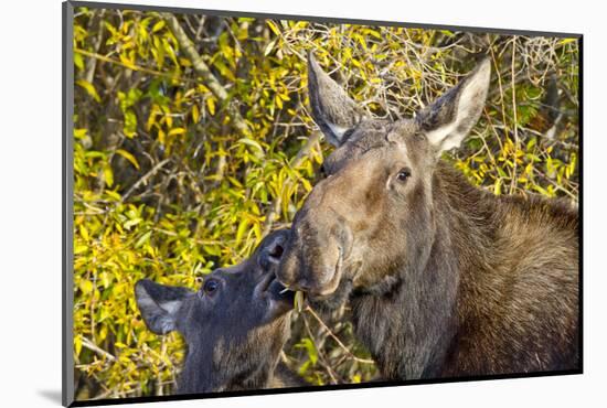 USA, Wyoming, Headshot of Cow and Calf Moose Nuzzling Each Other-Elizabeth Boehm-Mounted Photographic Print