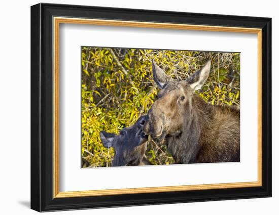 USA, Wyoming, Headshot of Cow and Calf Moose Nuzzling Each Other-Elizabeth Boehm-Framed Photographic Print