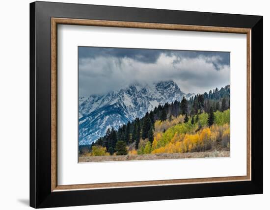 USA, Wyoming. Landscape of fall Aspen Trees and fall snow on mountain, Grand Teton National Park-Howie Garber-Framed Photographic Print