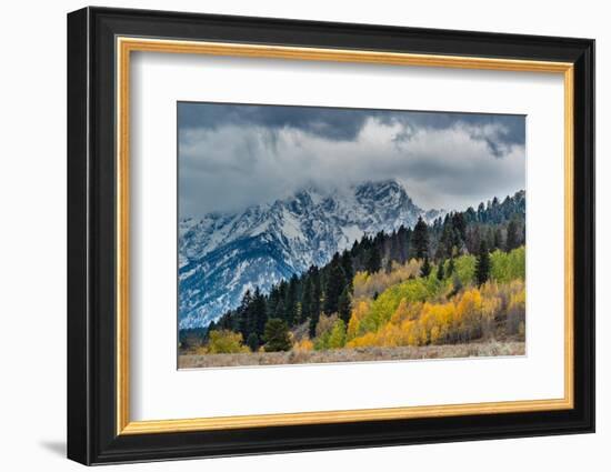 USA, Wyoming. Landscape of fall Aspen Trees and fall snow on mountain, Grand Teton National Park-Howie Garber-Framed Photographic Print