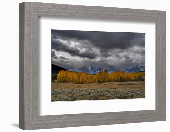 USA, Wyoming. Landscape of Golden Aspen Trees and snowy peaks, Grand Teton National Park-Howie Garber-Framed Photographic Print