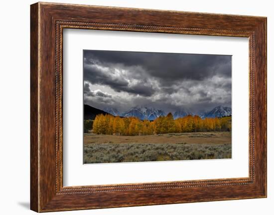USA, Wyoming. Landscape of Golden Aspen Trees and snowy peaks, Grand Teton National Park-Howie Garber-Framed Photographic Print
