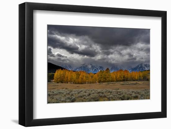 USA, Wyoming. Landscape of Golden Aspen Trees and snowy peaks, Grand Teton National Park-Howie Garber-Framed Photographic Print