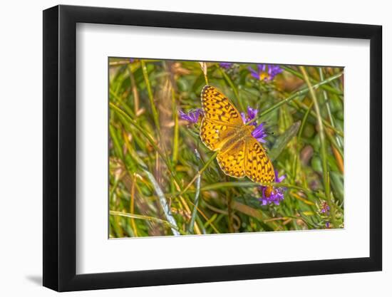 USA, Wyoming, Laramie. Zerene fritillary close-up.-Jaynes Gallery-Framed Photographic Print