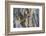 Usa, Wyoming, Lincoln County, a Northern Flicker removes a fecal sac from the nest-Elizabeth Boehm-Framed Photographic Print