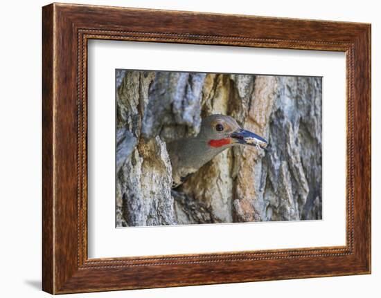 Usa, Wyoming, Lincoln County, a Northern Flicker removes a fecal sac from the nest-Elizabeth Boehm-Framed Photographic Print