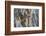 Usa, Wyoming, Lincoln County, a Northern Flicker removes a fecal sac from the nest-Elizabeth Boehm-Framed Photographic Print