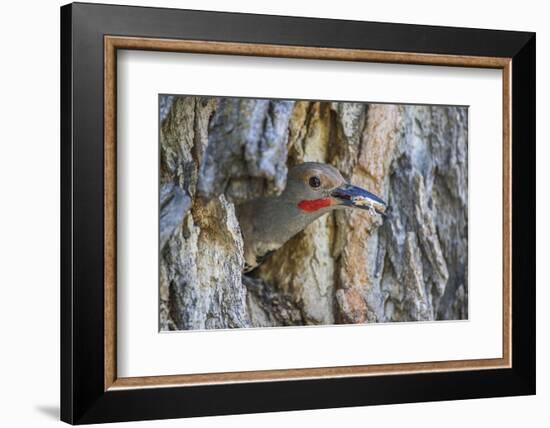 Usa, Wyoming, Lincoln County, a Northern Flicker removes a fecal sac from the nest-Elizabeth Boehm-Framed Photographic Print