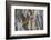 Usa, Wyoming, Lincoln County, a Northern Flicker removes a fecal sac from the nest-Elizabeth Boehm-Framed Photographic Print