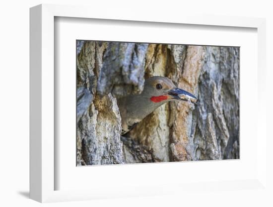 Usa, Wyoming, Lincoln County, a Northern Flicker removes a fecal sac from the nest-Elizabeth Boehm-Framed Photographic Print