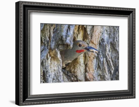 Usa, Wyoming, Lincoln County, a Northern Flicker removes a fecal sac from the nest-Elizabeth Boehm-Framed Photographic Print