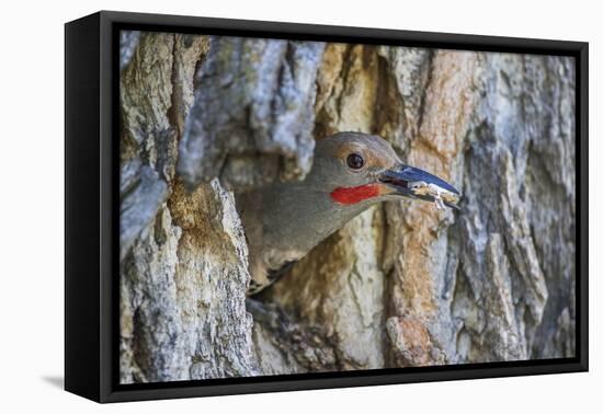 Usa, Wyoming, Lincoln County, a Northern Flicker removes a fecal sac from the nest-Elizabeth Boehm-Framed Premier Image Canvas