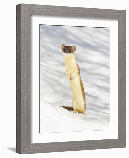 USA, Wyoming, Long Tailed Weasel Standing on Hind Legs on Snowdrift-Elizabeth Boehm-Framed Photographic Print