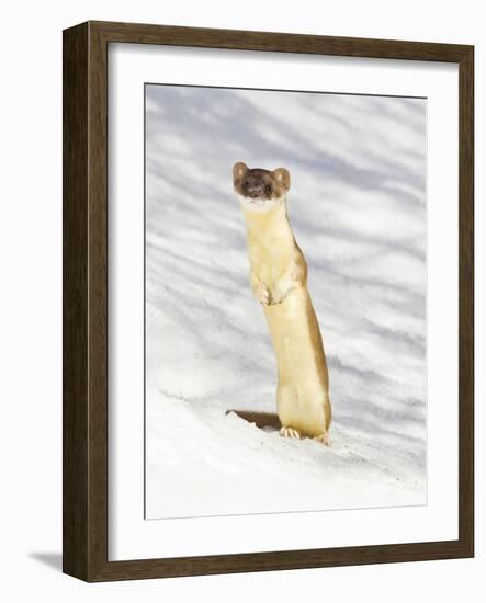 USA, Wyoming, Long Tailed Weasel Standing on Hind Legs on Snowdrift-Elizabeth Boehm-Framed Photographic Print