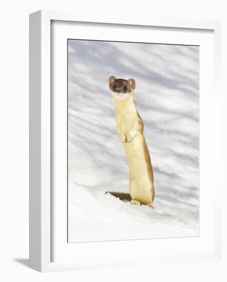 USA, Wyoming, Long Tailed Weasel Standing on Hind Legs on Snowdrift-Elizabeth Boehm-Framed Photographic Print