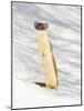 USA, Wyoming, Long Tailed Weasel Standing on Hind Legs on Snowdrift-Elizabeth Boehm-Mounted Photographic Print