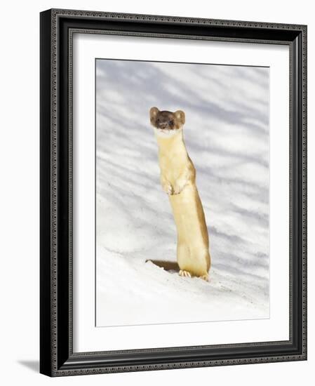 USA, Wyoming, Long Tailed Weasel Standing on Hind Legs on Snowdrift-Elizabeth Boehm-Framed Photographic Print