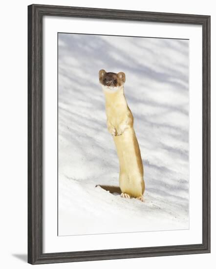 USA, Wyoming, Long Tailed Weasel Standing on Hind Legs on Snowdrift-Elizabeth Boehm-Framed Photographic Print