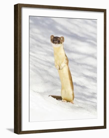 USA, Wyoming, Long Tailed Weasel Standing on Hind Legs on Snowdrift-Elizabeth Boehm-Framed Photographic Print