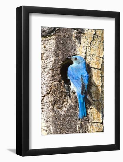 USA, Wyoming, Male Mountain Bluebird at Cavity Nest in Aspen Tree-Elizabeth Boehm-Framed Photographic Print