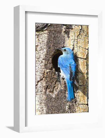 USA, Wyoming, Male Mountain Bluebird at Cavity Nest in Aspen Tree-Elizabeth Boehm-Framed Photographic Print