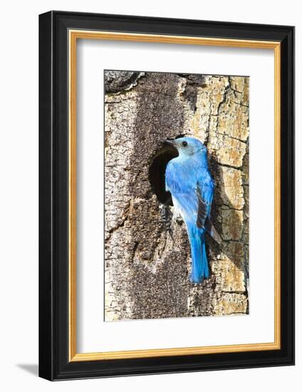 USA, Wyoming, Male Mountain Bluebird at Cavity Nest in Aspen Tree-Elizabeth Boehm-Framed Photographic Print