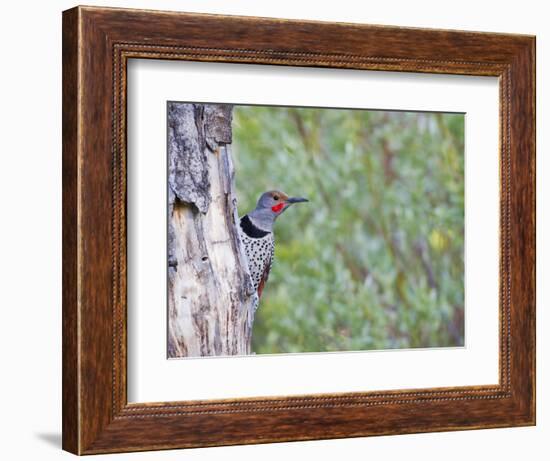 USA, Wyoming, Male Northern Flicker on Aspen Snag-Elizabeth Boehm-Framed Photographic Print