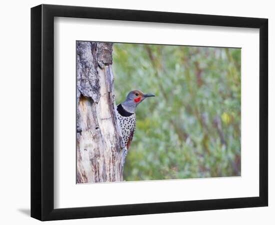 USA, Wyoming, Male Northern Flicker on Aspen Snag-Elizabeth Boehm-Framed Photographic Print