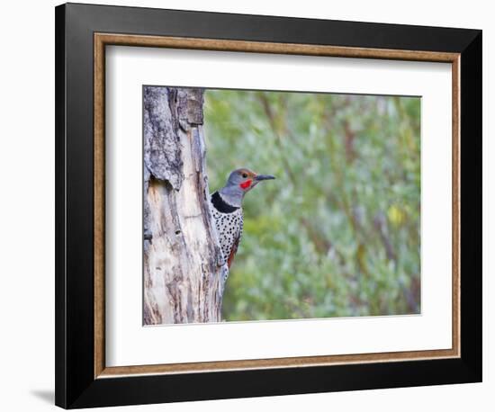 USA, Wyoming, Male Northern Flicker on Aspen Snag-Elizabeth Boehm-Framed Photographic Print