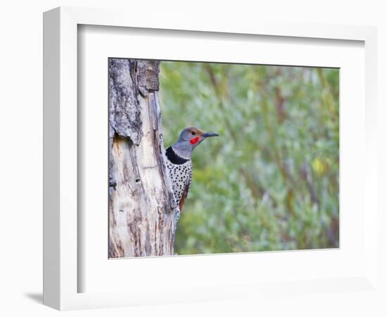 USA, Wyoming, Male Northern Flicker on Aspen Snag-Elizabeth Boehm-Framed Photographic Print