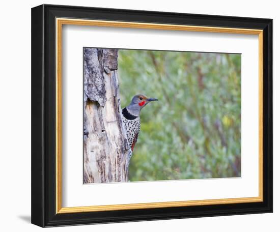 USA, Wyoming, Male Northern Flicker on Aspen Snag-Elizabeth Boehm-Framed Photographic Print