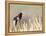 USA, Wyoming, Male Red Winged Blackbird Singing on Cattail Stalk-Elizabeth Boehm-Framed Premier Image Canvas