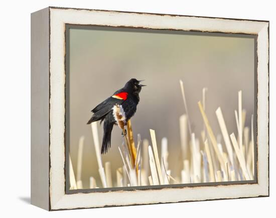 USA, Wyoming, Male Red Winged Blackbird Singing on Cattail Stalk-Elizabeth Boehm-Framed Premier Image Canvas