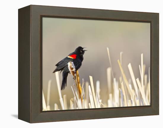 USA, Wyoming, Male Red Winged Blackbird Singing on Cattail Stalk-Elizabeth Boehm-Framed Premier Image Canvas