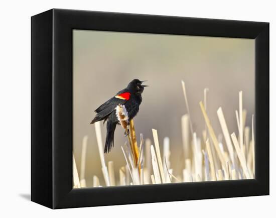 USA, Wyoming, Male Red Winged Blackbird Singing on Cattail Stalk-Elizabeth Boehm-Framed Premier Image Canvas