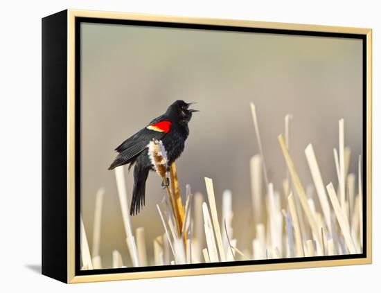 USA, Wyoming, Male Red Winged Blackbird Singing on Cattail Stalk-Elizabeth Boehm-Framed Premier Image Canvas