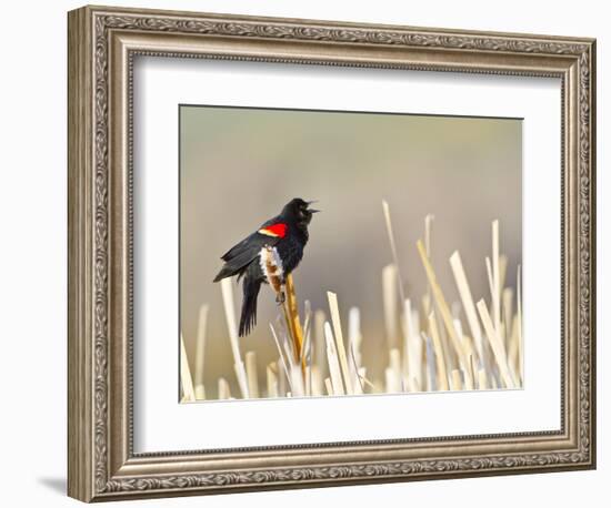 USA, Wyoming, Male Red Winged Blackbird Singing on Cattail Stalk-Elizabeth Boehm-Framed Photographic Print