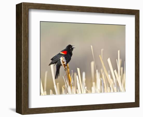 USA, Wyoming, Male Red Winged Blackbird Singing on Cattail Stalk-Elizabeth Boehm-Framed Photographic Print