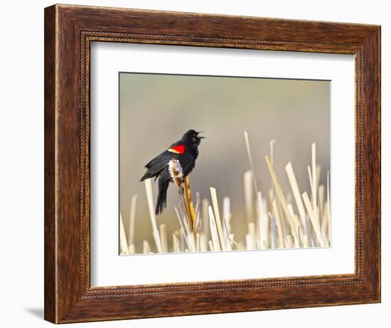 USA, Wyoming, Male Red Winged Blackbird Singing on Cattail Stalk-Elizabeth Boehm-Framed Photographic Print
